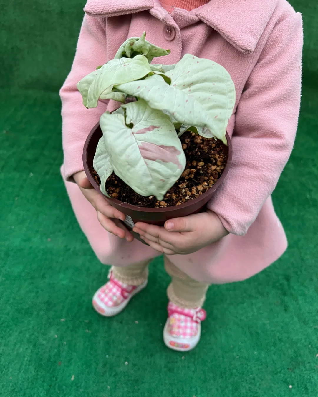 سینگونیوم کانفتی