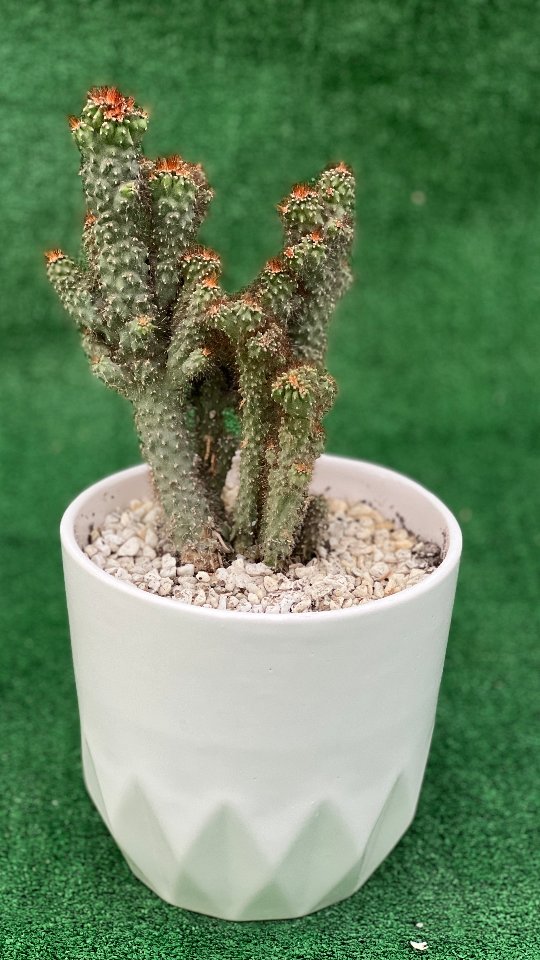 کاکتوس صخره ای