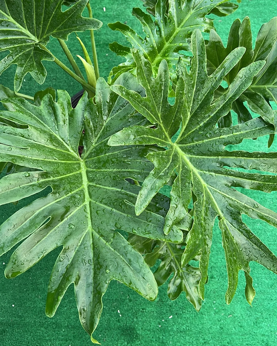 برگ انجیری فر