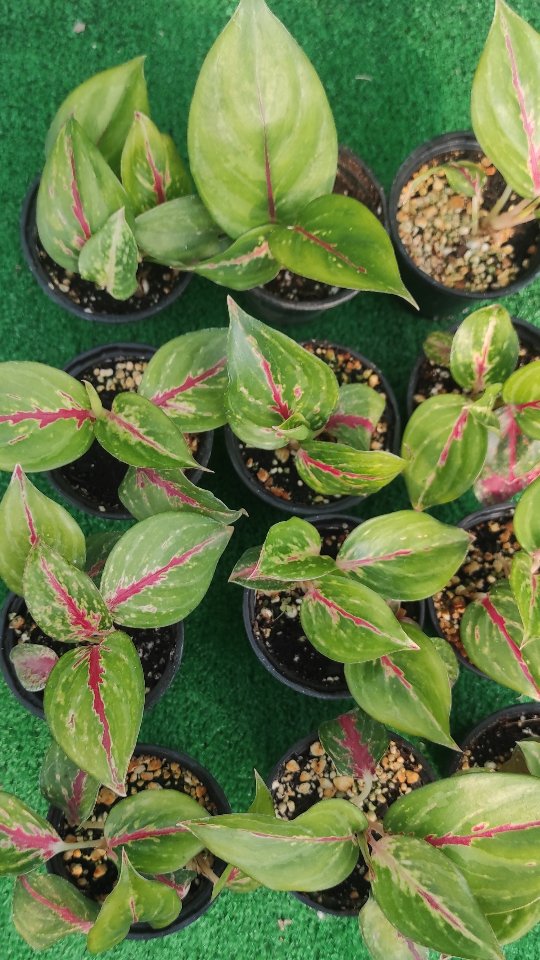 آگلونما لیدی ولنتاین نشایی