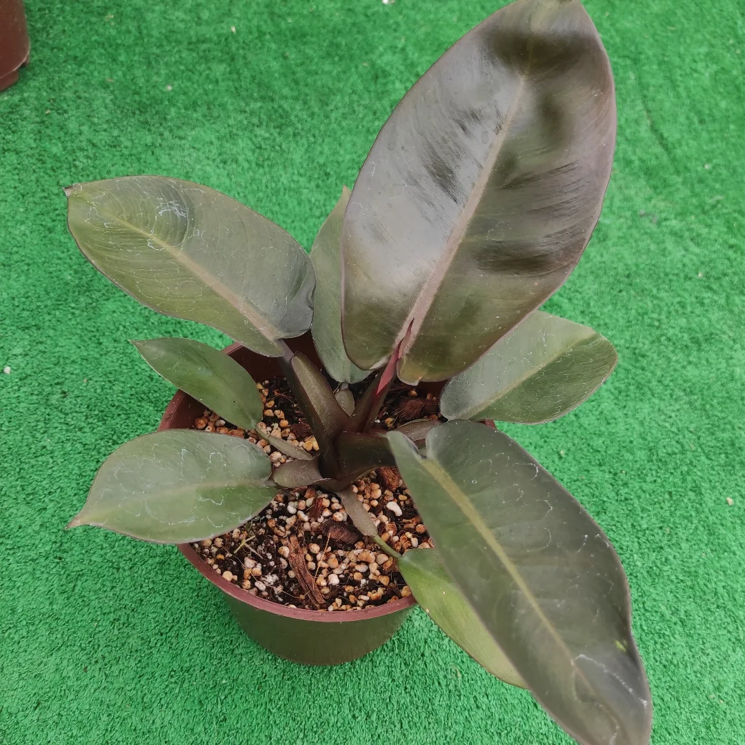 فیلودندرون بلک کاردینال