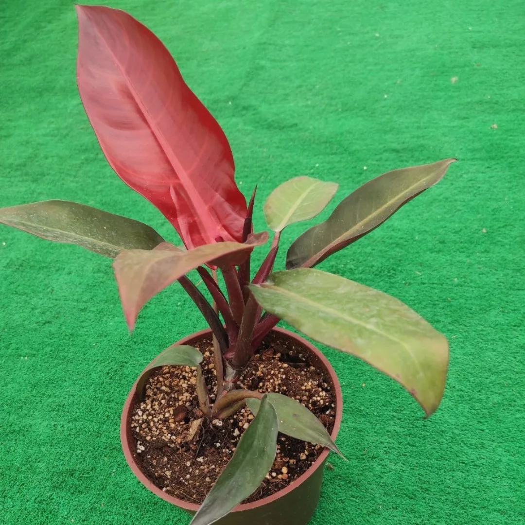 فیلودندرون سان رد