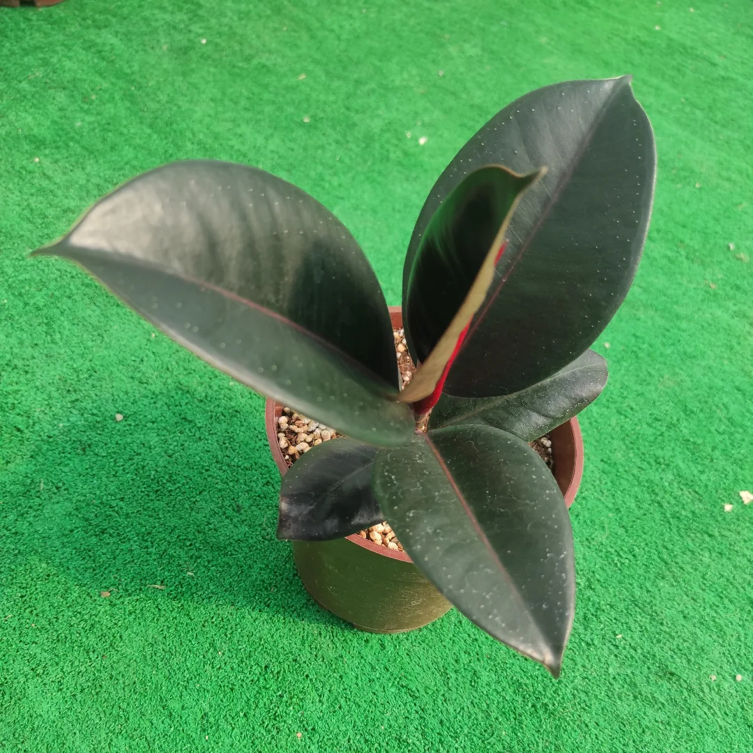 فیکوس سوپربلک