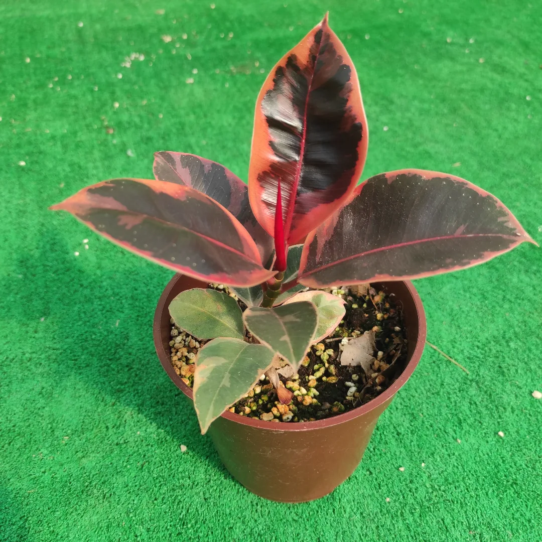 فیکوس شرابی