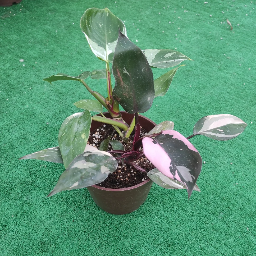 فیلودندرون پرنسس سفید و صورتی