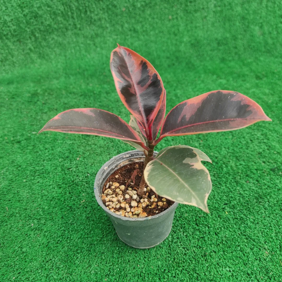 فیکوس شرابی نشایی